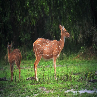 Nagarjunasagar Wildlife Sanctuary Tours
